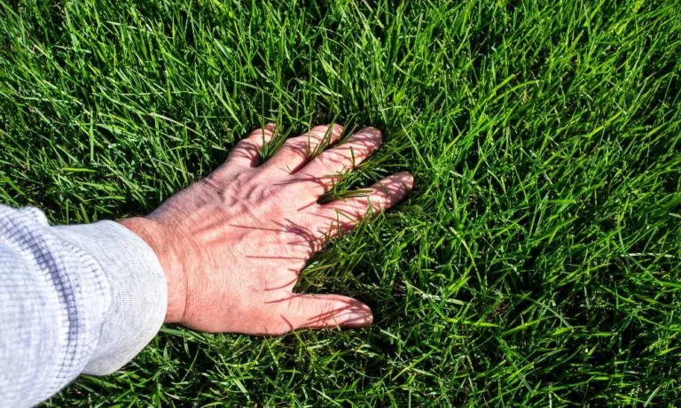 Man inspecting perfect green healthy lawn