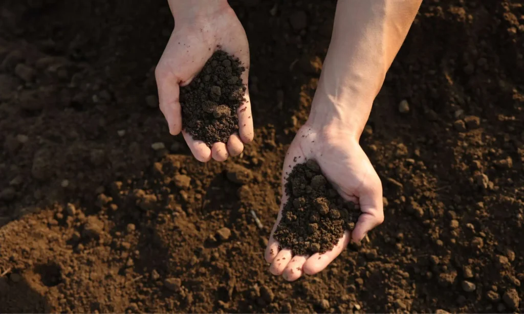 top view of man holding pile of soil