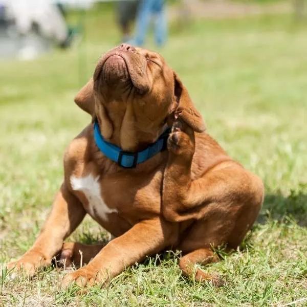 puppy-scratching-its-ear-while-sitting-on-a-lawn