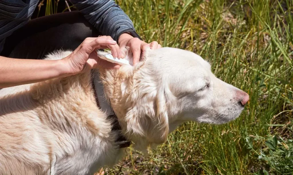Pet Dog Getting a Flea and Tick Repellant Drip