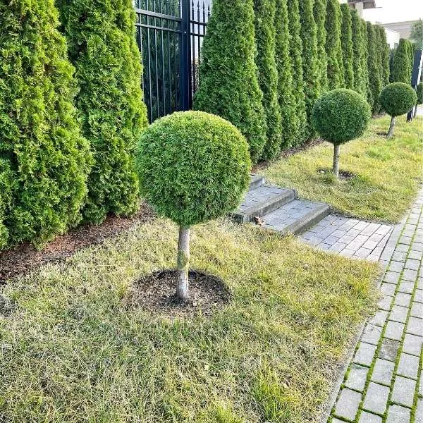 rows of trees in a commercial property landscape