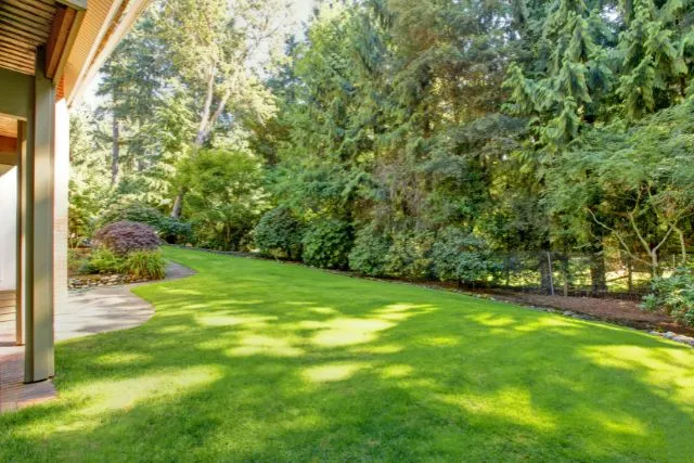 residential backyard with lawn and trees