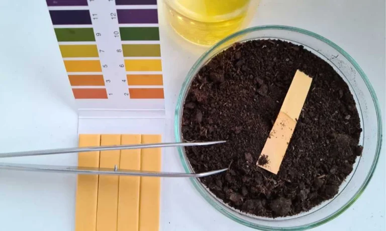 ph test of a soil placed in a glass dish