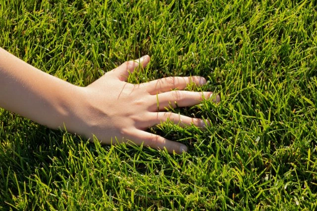 Little boy's hand touching thick grass