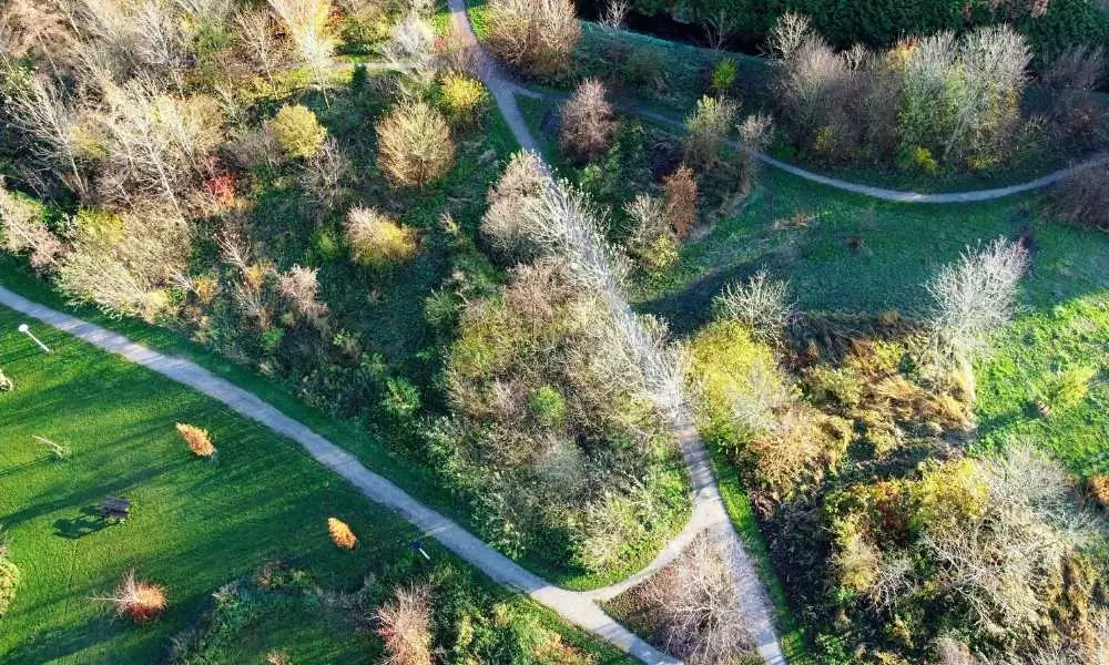 Aerial View of Trees and Lawn in the Park