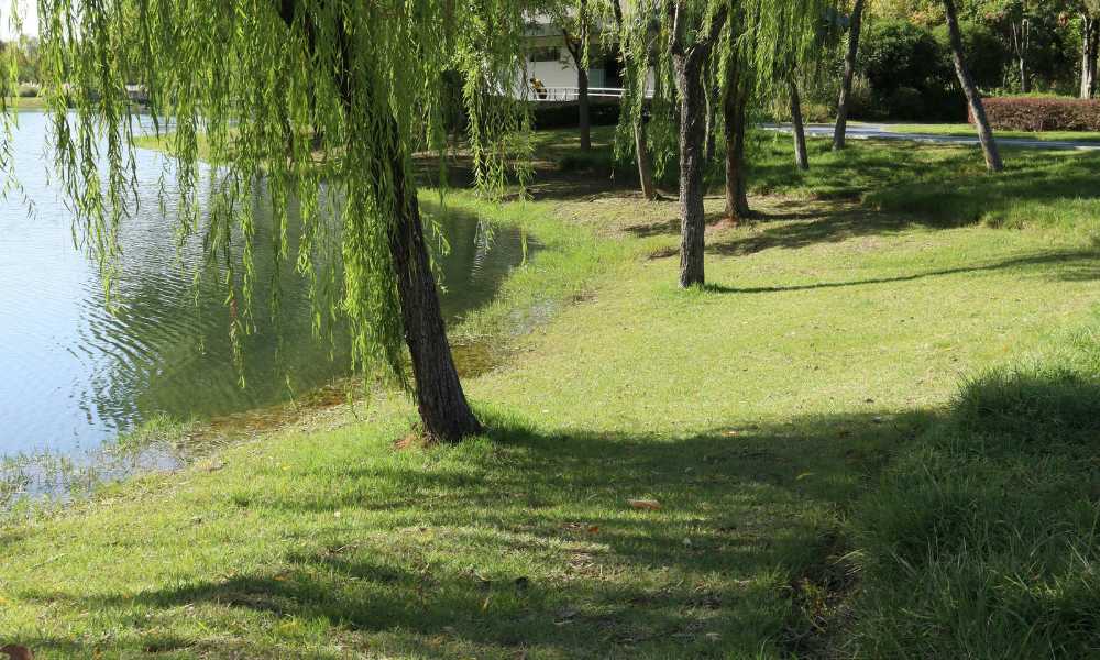 lawn and trees by a lakeside during spring