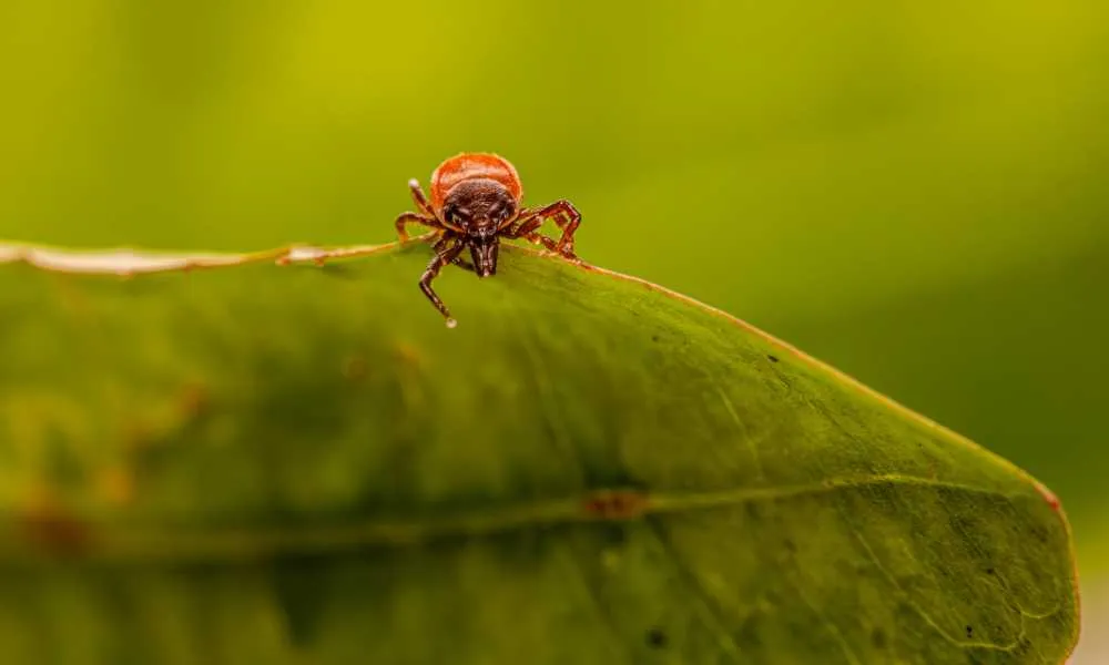 close-up of a flea crawling on a leaf