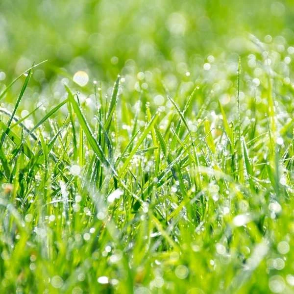 closeup of green grass during daytime
