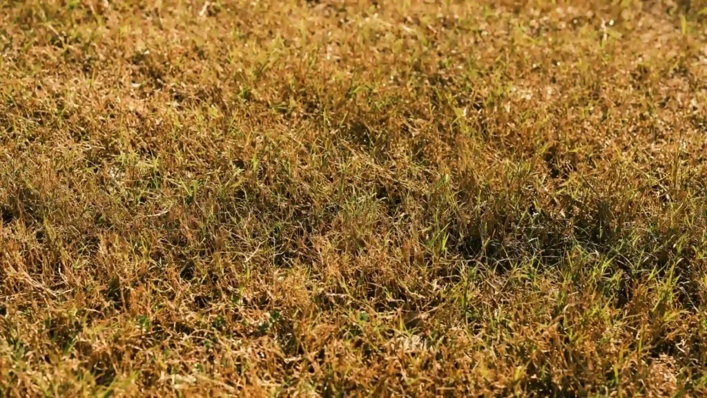 Dry, compacted lawn with poor water absorption and thinning grass