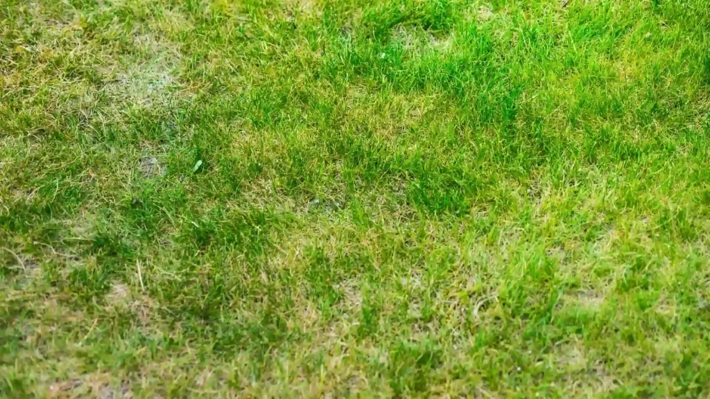 Lawn with visible weeds and patchy grass