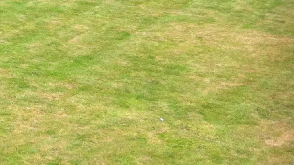 Thin lawn with bare and patchy areas