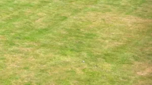 Thin lawn with bare and patchy areas