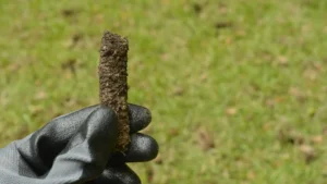 Close up of a soil core from core aeration process