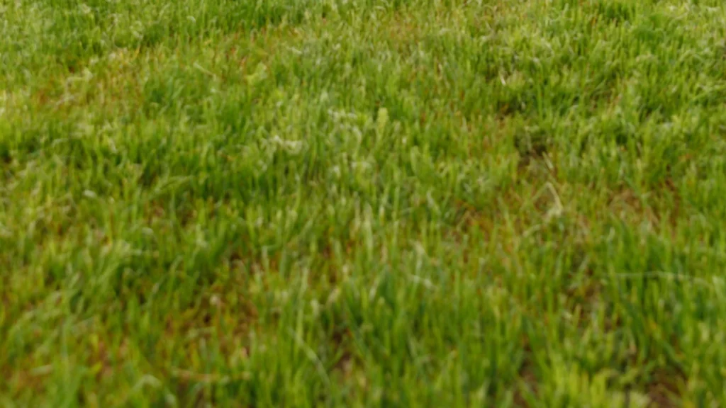 Patchy lawn with inconsistent grass color and thinning areas