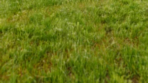 Patchy lawn with inconsistent grass color and thinning areas