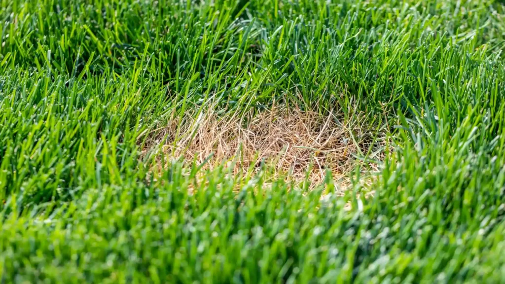 Lawn with healthy green surface but shallow roots and stressed soil underneath
