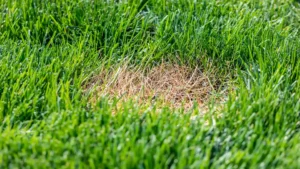 Lawn with healthy green surface but shallow roots and stressed soil underneath