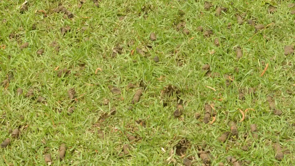 Lawn with visible soil plugs after aeration