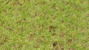 Lawn with visible soil plugs after aeration