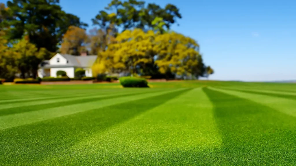 Healthy green lawn with even stripes, showing proper fertilization and weed control