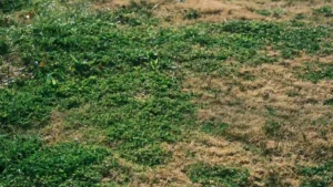 Patchy lawn with brown and green areas showing signs of stress