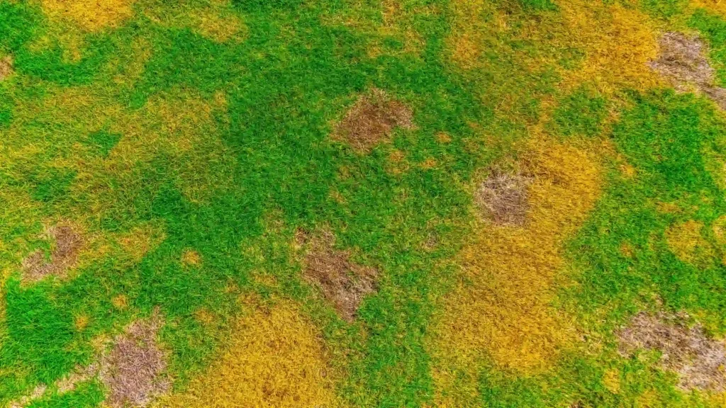 Lawn with uneven green and yellow grass