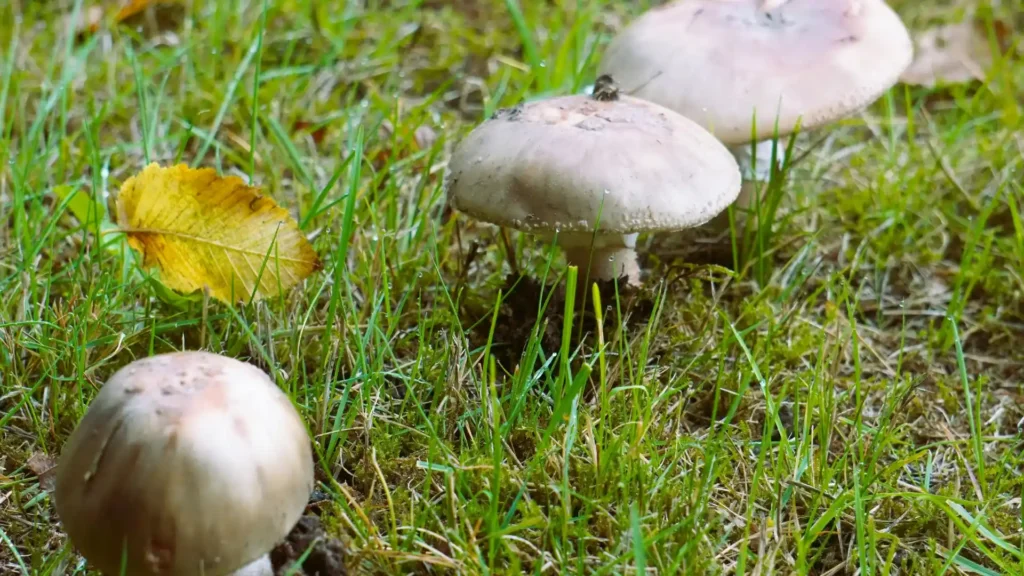 Mushrooms growing in grass as a sign of lawn fungal disease