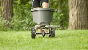 Lawn being fertilized with fertilizer spreader