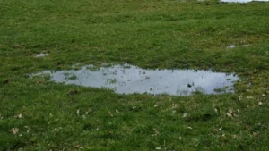 Patchy lawn with water pooling on the surface after rain