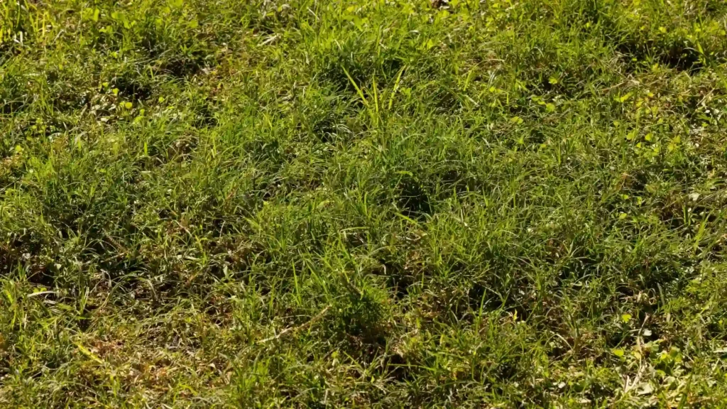 Thin lawn with patchy grass and visible weeds
