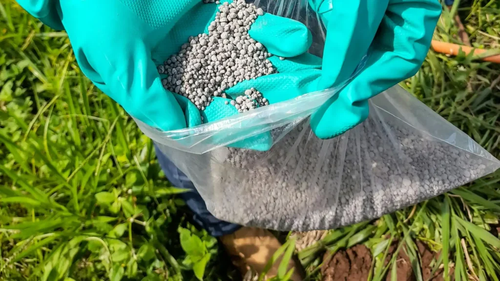 Gloved hands pouring fertilizer granules from a bag onto soil