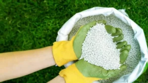 Close-up of gloved hands scooping granular fertilizer from a bag over a green lawn
