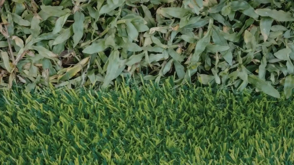 Dense weed growth overtaking a section of healthy green grass lawn