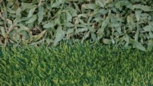 Dense weed growth overtaking a section of healthy green grass lawn