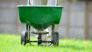 Push spreader evenly distributing pre-emergent granules across a green lawn