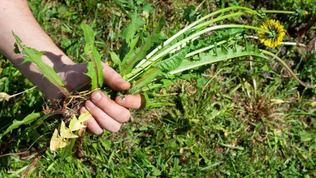 Hand pulling dandelion weeds by the root from a grass lawn