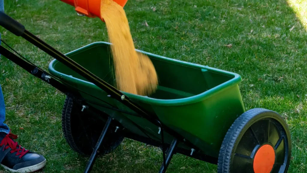 Granular fertilizer being poured from a bag into a push spreader on a green lawn