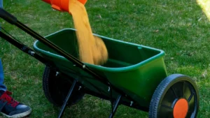 Granular fertilizer being poured from a bag into a push spreader on a green lawn