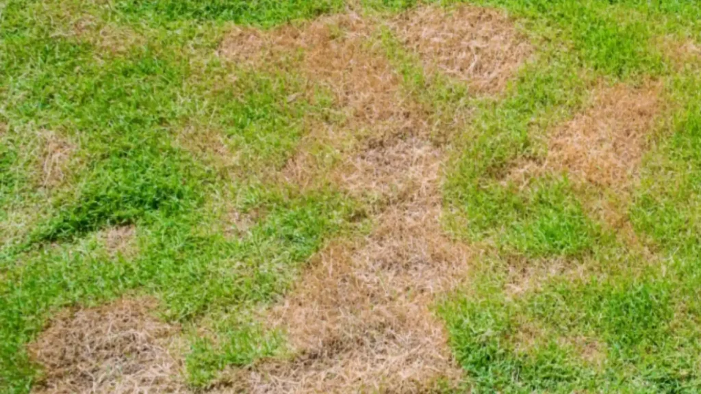 Green lawn with large brown patches of dead grass scattered throughout during summer