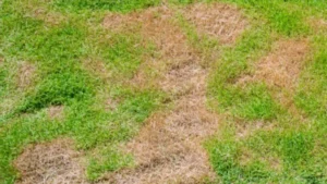 Green lawn with large brown patches of dead grass scattered throughout during summer