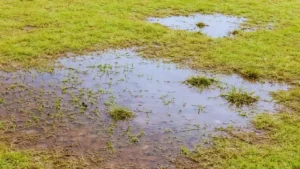 Waterlogged lawn with large standing puddles and sparse grass patches after heavy watering