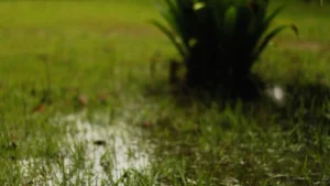 Waterlogged lawn with standing puddles and wet grass after heavy rainfall