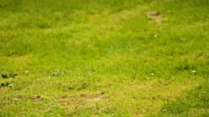 Patchy lawn with uneven grass growth