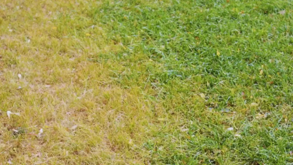Lawn with yellowing and thinning grass showing signs of poor health after fertilizing