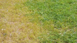 Lawn with yellowing and thinning grass showing signs of poor health after fertilizing