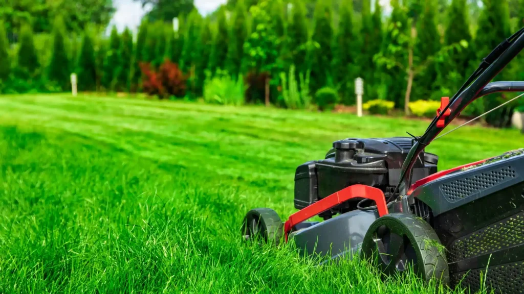 Lawn mower cutting healthy green grass in fall