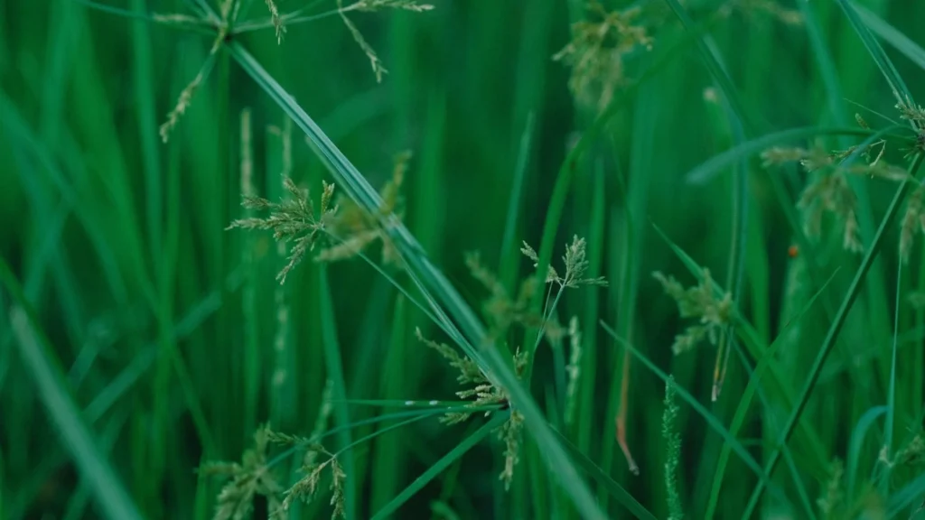 Nutsedge growing above lawn grass