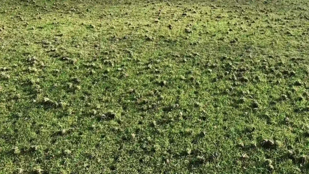 Core aeration plugs on healthy lawn