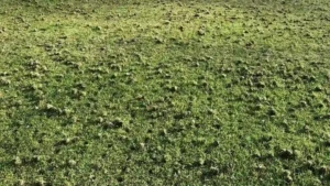 Core aeration plugs on healthy lawn