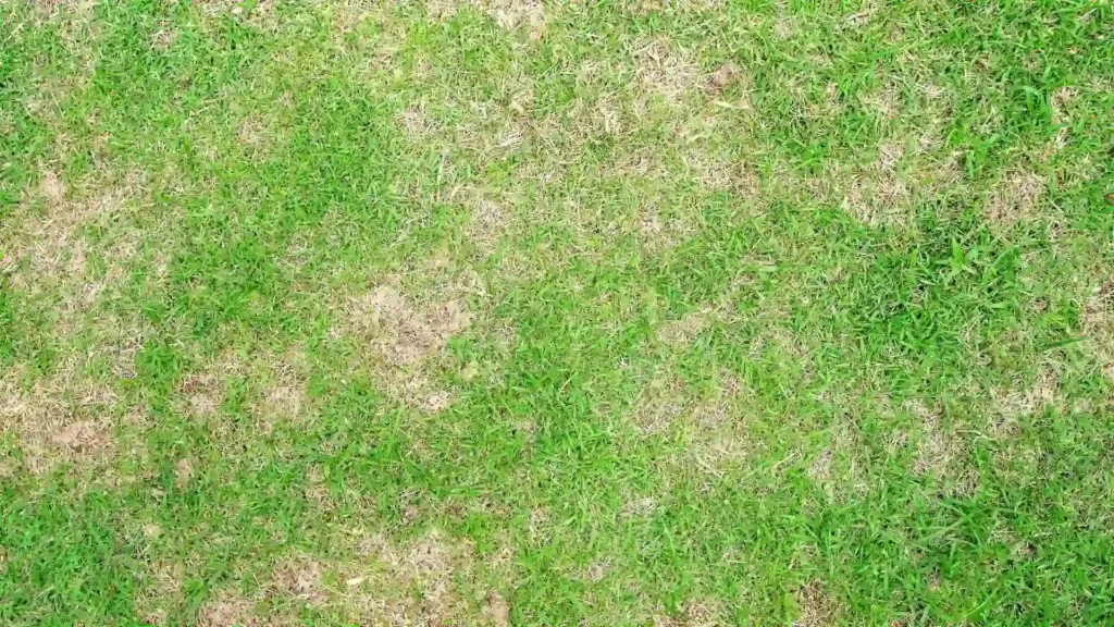 lawn-dead-spots-after-winter